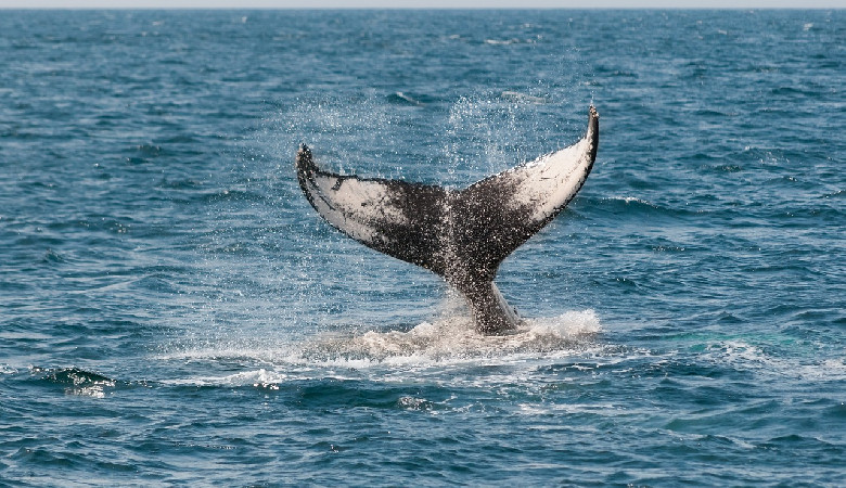 Islandczycy zabiją 128 wielorybów